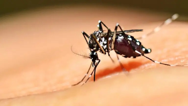 Goiás confirma primeira morte por dengue em 2025 goias-confirma-primeira-morte-por-dengue-em-2025