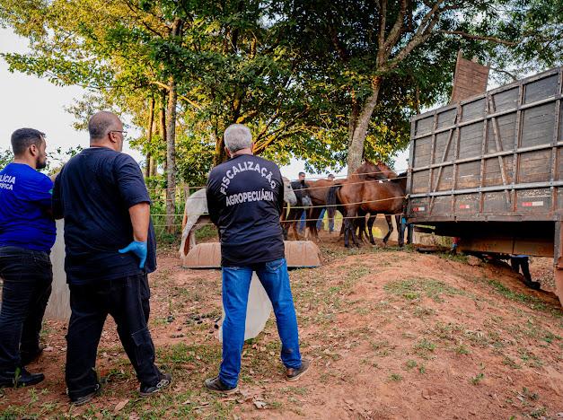 policia-fecha-abatedouro-clandestino-e-resgata-cavalos-em-anapolis