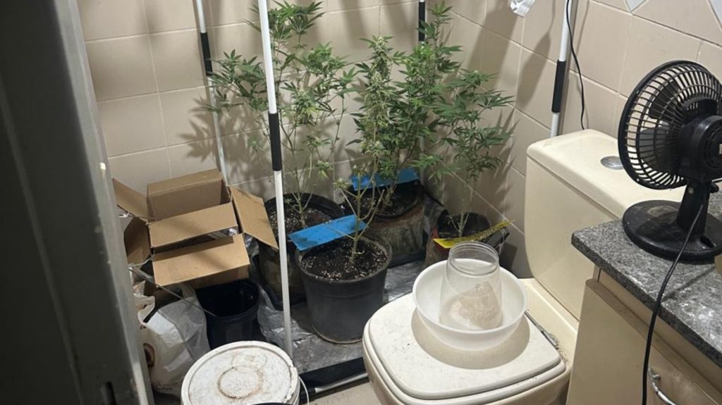 Grupo é preso em Goiânia por produzir e vender derivados de maconha na internet grupo-e-preso-em-goiania-por-produzir-e-vender-derivados-de-maconha-na-internet