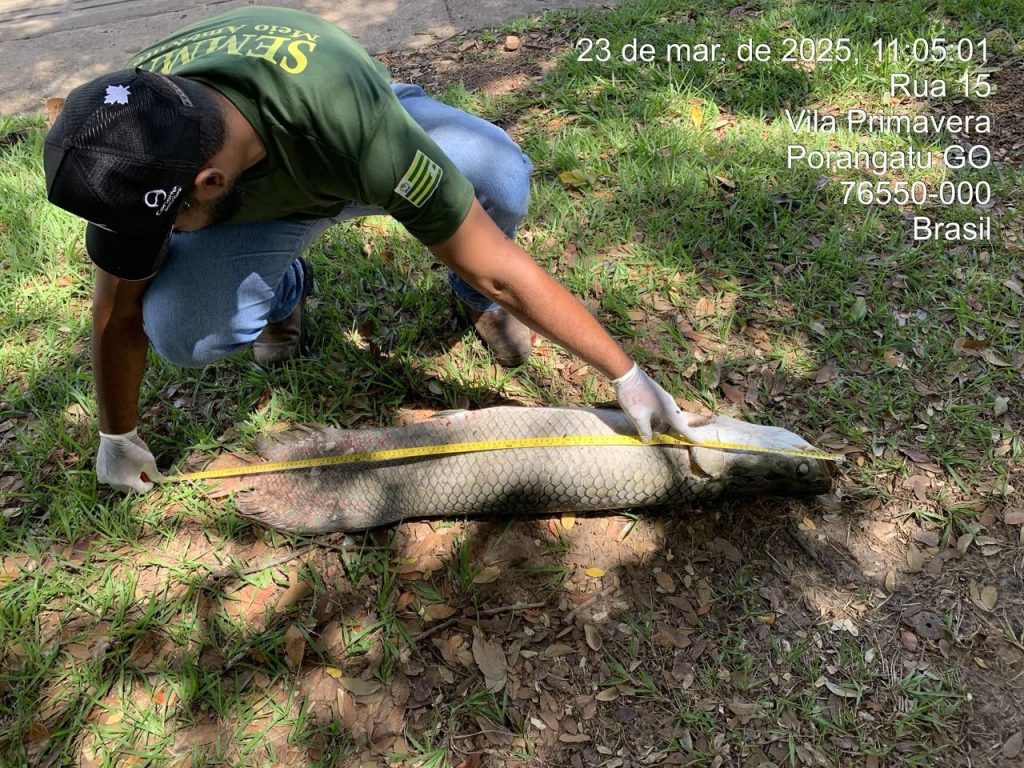 Secretaria de Meio Ambiente de Porangatu Lamenta a Morte de Pirarucu na Lagoa Grande e Reforça Apelo por Consciência Ambiental