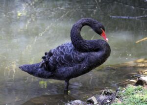 zoologico-de-goiania-reabre-nesta-quinta-(12)-apos-teste-negativo-para-gripe-aviaria