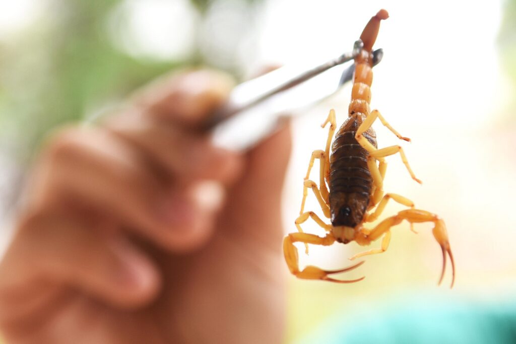 infectologista-alerta-para-aumento-de-acidentes-com-escorpioes-em-goias