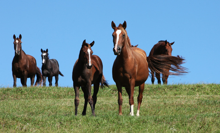 Ministério da Agricultura investiga morte de cavalos por suspeita de ração contaminada ministerio-da-agricultura-investiga-morte-de-cavalos-por-suspeita-de-racao-contaminada