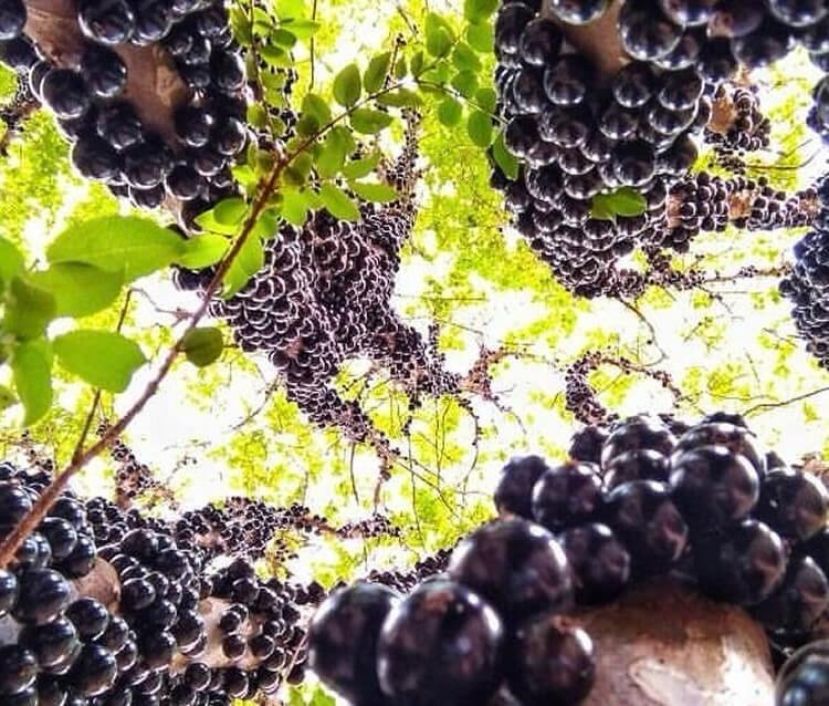 Hidrolândia abre a temporada das jabuticabas 2025 hidrolandia-abre-a-temporada-das-jabuticabas-2025