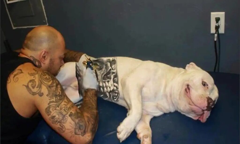 Câmara de Anápolis anula veto ao projeto que proíbe tatuagens e piercings em animais camara-de-anapolis-anula-veto-ao-projeto-que-proibe-tatuagens-e-piercings-em-animais